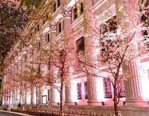 【日本橋で桜と春グルメ】ニホンバシ桜屋台も4年ぶりに復活!「SAKURA FES NIHONBASHI 2023」開催