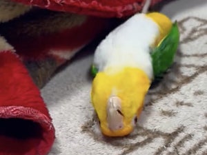 【ホラー!?】想定外の動きで登場するインコ現る!! 「コレは新しい」「小学生が体育館でやるやつ」「笑っちゃうほど可愛い」と大注目