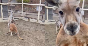 【まさかの横から】カンガルー親子の心温まる様子を撮影していたら…突然カメラにカットインしてきた“構ってちゃん”にクスッ