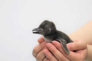 【赤ちゃん】マゼランペンギンの「ぽんず」が誕生 - すみだ水族館