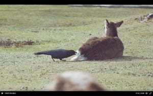 【大丈夫なの!?】鹿のお尻の毛をむしりまくるカラス登場!「ガッツリむしってて若草山」「アフレコしたくなる」「鹿氏も慣れてるな」の声続々