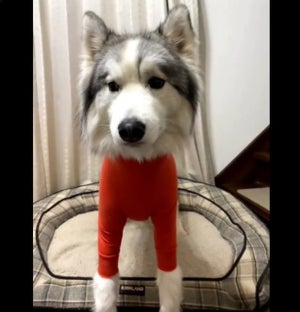 【だ…誰?】ハスキー犬が密着度高めの服を着た結果「どーなってるの⁉」「作り物みたい」「かわいすぎしぬwwwwww」と爆笑の嵐