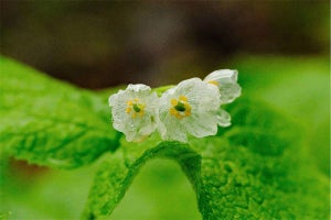 雨に濡れると透ける花、「サンカヨウ」が開花-六甲高山植物園