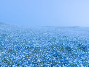 【天国】海のようにどこまでも続くネモフィラに大感動!!「夢のような美しさ」「綺麗すぎて息ができなくなった」「海を泳いでるみたい」の声