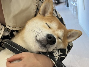 ドッグランで遊んだ後の柴犬の寝顔が最高!!「幸せが詰まってる」「夢の中でも遊んでそう」の声続々