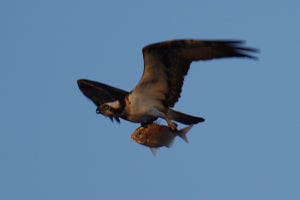 【たいしたもんだ】鳥が捕まえたのは、あの“高級魚”!? - 奇跡の一瞬を捉えた写真に「これは凄いですね」とネットで話題に!