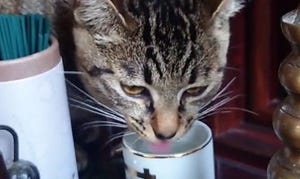 【美味だニャン】仏壇の水を飲んでいたキュートな犯人、仏様も思わずにっこり? - 「猫好きの仏様」「生まれ変わり?」