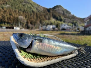 “海なし県”埼玉産のサバが誕生! 温泉サバ陸上養殖場が、サバを初出荷-おふろcafe 白寿の湯