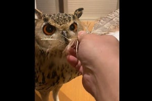 【フクロウの贈り物】求婚? それとも単なるプレゼント? 「愛されてますね」「去っていく姿も可愛い」