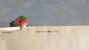 【お勤め中】封筒を開けていたインコ、ラストは意外な展開に!? - 「仕事が早いね」「今日もよく働いた」