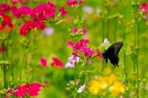 富士花鳥園のクリンソウが見頃-人気のフォトエリア、鳥と昆虫のコラボも!?