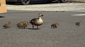 カルガモ親子、今年も決死の引っ越しへ　パニックの母、ヒナを置いて飛び立つ