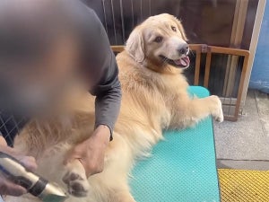 “犬は外で飼う派”だったはずが……ワンコに愛情たっぷり注ぐお父様が最高だと話題に! ｢愛を感じる｣「一緒に暮らせば考えも変わる」｢幸せですね｣の声