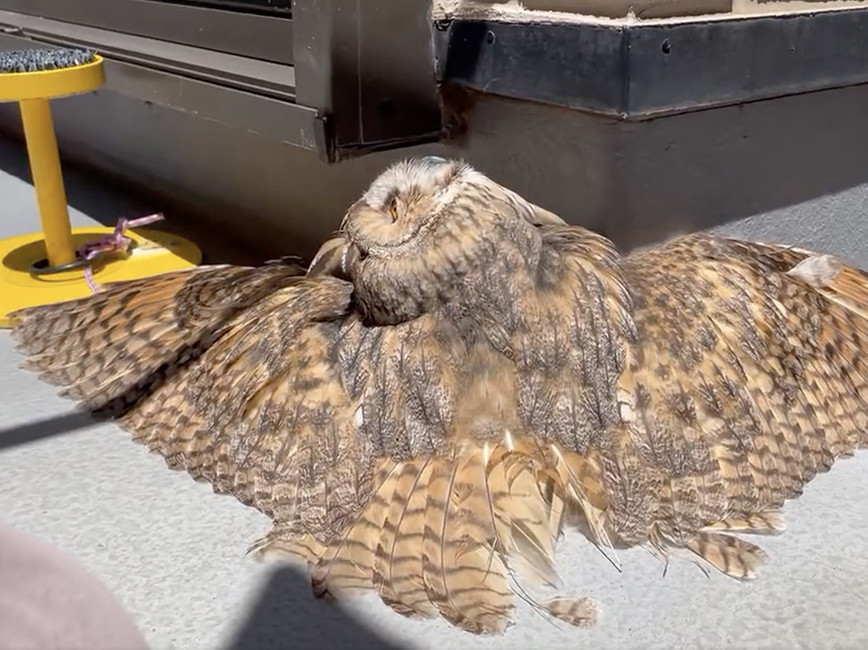 日光浴するトラフズクの姿勢が癖強すぎ!? 「野生を忘れてる」「溶けてるみたいw」「気持ち良さそう」と注目の的に!!