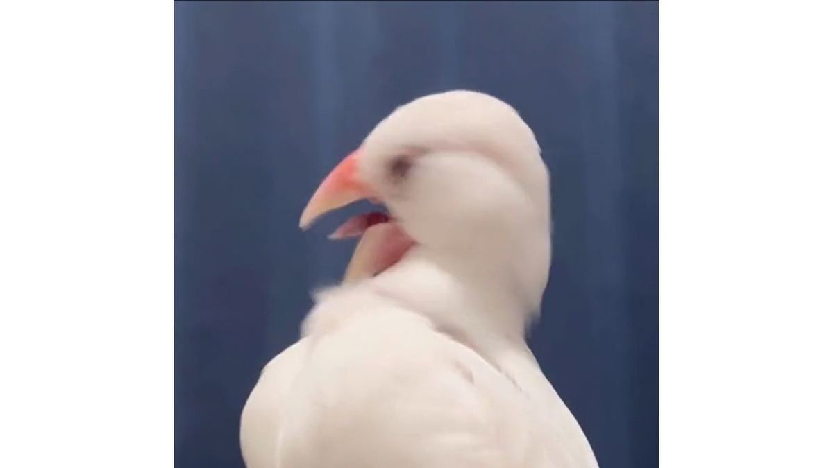 【激しすぎ!?】毛づくろいをする文鳥さん、首離れてません…!? - 「くっそ笑った」「可愛すぎる」