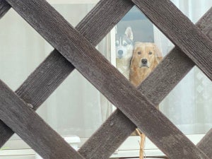 【置いてったわね】一人で外食してきたパパをじっと見つめるワンコ達の表情が話題に!! 「罪悪感すごそう」「バレてますね」の声