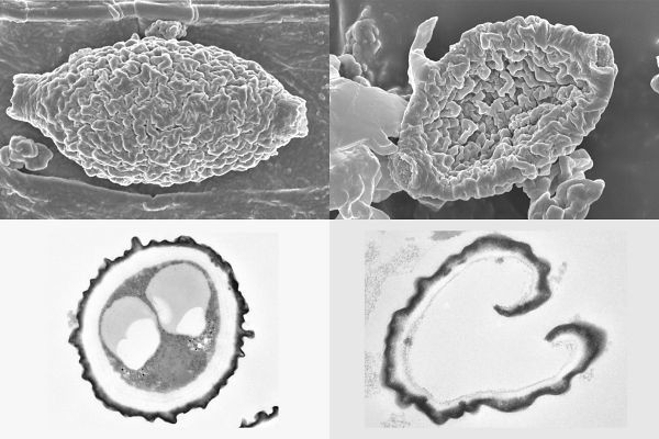 パナソニックのナノイー、カビ菌を抑制できるのはナゼ？ - メカニズムの一端が明らかに