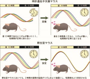 日が長くなると排卵の周期が安定することが明らかに – 明治大学・中村孝博教授ら研究G