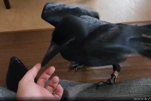 【ペットカラス】犬猫並に懐きますよ～「綺麗な鳥ですよね...カラス」「カラスさん、かわいい…」