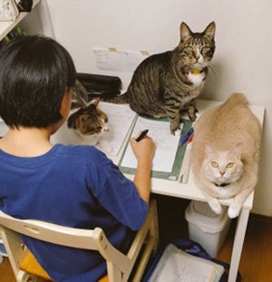 【守護猫×3】期末テストの“応援団”に困惑と羨望の声! ― 「集中できニャい」「高得点、間違いなし!」「囲まれたい」