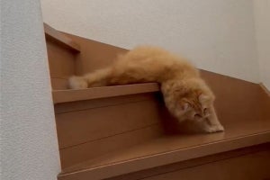 【液体猫の降り方】2階から猫が流れてくる。「階段降りが下手」「個体から液体になりゆく過程…」