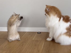 【子猫】レッサーパンダのような威嚇があまりにも怖くなさすぎて逆に完敗!! 「愛くるしい」「全然こわくない」の声