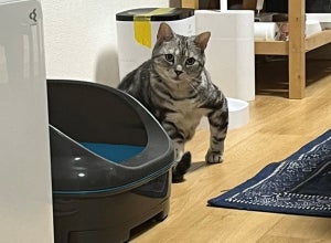 【やんのか】レスラーみたいな“マッチョ猫”にびっくり!-「ムキムキ!」「ア、アニキ!!」「かっこいいｗ」