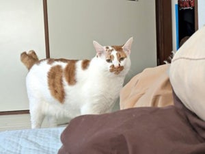 【なんだ。お前か…】“夫を探しに来たのに私がいたときの愛猫”の顔に心が痛む -「露骨www」「そんな顔せんでも(笑)」「俺が家に居た時のウチの娘やん」