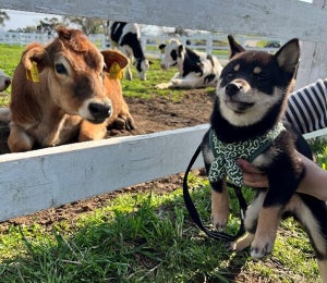 【ぬいぐるみのふりだワン】“未知の生物”と遭遇した豆柴の表情を見て! - 「固まってる」「目を合わせない強い意思w」