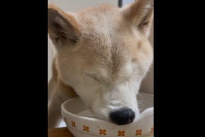 【柴犬睡(水)眠中】まったく動きませんが、動画です「溺れないでー笑! 」「たまらんかわいい」