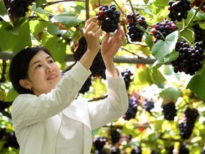 シャインマスカットなど10種のぶどう食べ比べ! 休暇村庄内羽黒ぶどう狩り宿泊プラン販売