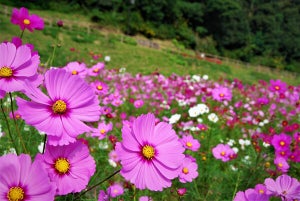 【入園無料】横須賀市くりはま花の国で「コスモスまつり」開催! 約100万本のコスモスが開花リレー、見頃終盤には花摘み大会も