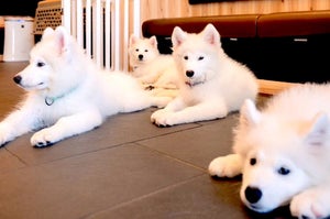 サモエド限定の犬カフェが東京・駒沢大学駅にオープン! もふもふ囲まれて集合写真も撮れる