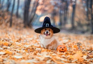 【愛犬とハロウィン】フォレストヒルズ那須で、「ワンちゃんとハロウィン フォトスポット＆イルミネーション」開催