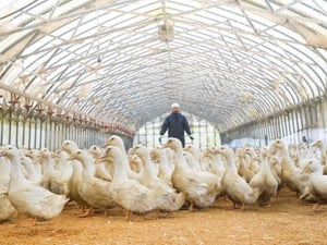 「ブラック企業」を経てカモ農家に転身【前編】生産、加工、販売に加え飲食店を経営する理由