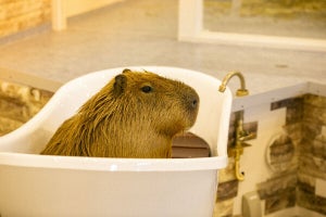 【極楽〜】露天風呂に浸かるカピバラが可愛すぎる!「温泉行きたくなってきた〜(笑)」と話題 - 来春4月7日まで「伊豆シャボテン公園」で