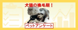 【犬や猫の換毛期】約半数が「換毛期の時期まで知っていた」、抜け毛の対策は?