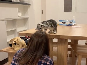 “だるまさんが転んだ”に失敗する子猫の姿にメロメロ!!「尊すぎる」「うぅぅほんと愛おしい」「癒しMax」