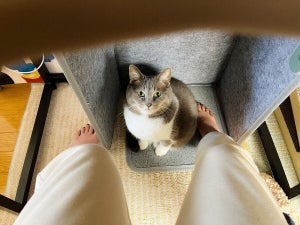 【やんのかコラ?】飼い主さんのパネルヒーターに我先にと鎮座する猫様。そのドヤ顔に「最高www」「俺のだ圧がすごい」とネット民ほっこり