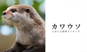 カワウソに似た動物で一番かわいいと思うのは? ランキングでご紹介。 