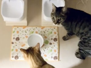 【飼い主ちょっとこっちきて】“猫に毎日指示される話”に共感の嵐!「わかりみしかない」「ドアを飼い主開けてって言う」