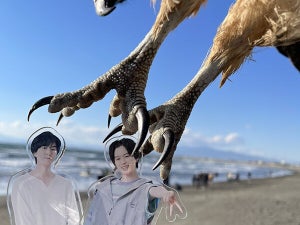 【トンビ急襲】江ノ島で決定的瞬間が激写される!「すっげぇ…」「躍動感と臨場感が最高」「足どうみても恐竜」の声