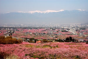 山梨県笛吹市ふるさと納税の使い道「『日本一の桃源郷』の保全と活性化に関すること」とは? 