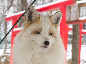 【稲荷神社】神の使いのような“狐”が神々しすぎる!!「とうとい・・」「上品」「かっこいい」の声