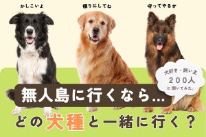 【犬種ランキング】擬人化したら話してみたいのは柴犬 - 無人島に連れていくなら?