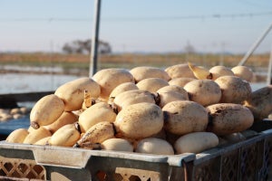 茨城県土浦市ふるさと納税返礼品・名産「干し芋・れんこん」8選