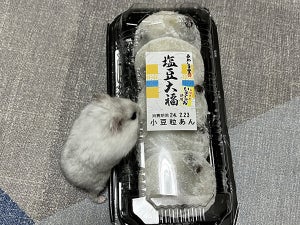 【三度見】え? 豆大福……じゃない!? 可愛い正体にびっくり!「そっくり(笑)」「見分けがつかん…」「愛おしき豆大福ちゃん」