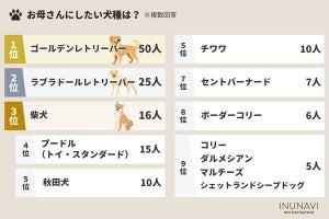 彼氏にしたい犬種、1位「シベリアンハスキー」 - 彼女にするなら?