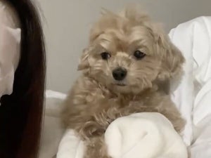 【白い目】フェイスパック中の飼い主を怪しむワンコ、キレイな“二度見”が話題に!「見ちゃいけないものを見た感じ」「かわちい」の声