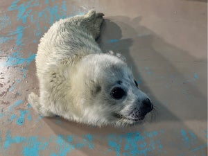 【癒し】しながわ水族館、ゴマフアザラシの赤ちゃんが「か、か、可愛らしいーーー」「抜け毛すら愛おしいとは」と大人気